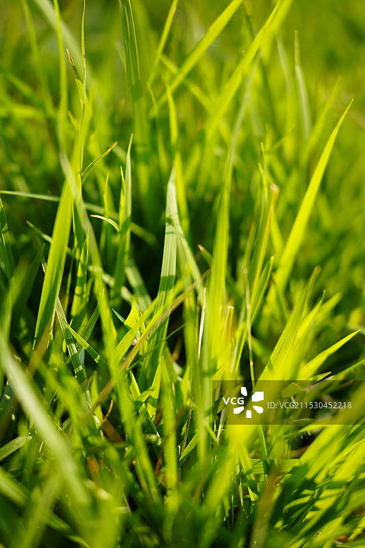 阳光小的绿色小草图片素材