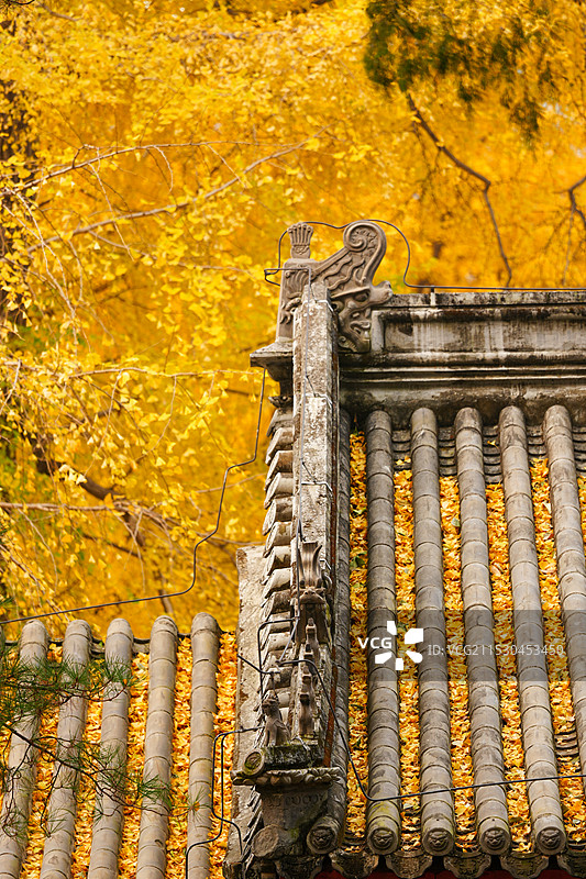 北京门头沟潭柘寺的秋色，银杏黄了，叶子红了图片素材