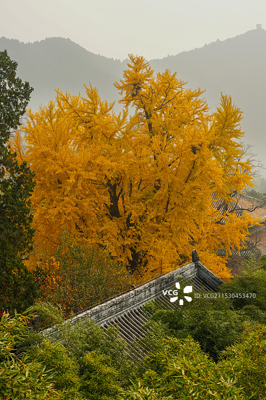 北京门头沟潭柘寺的秋色，银杏黄了，叶子红了图片素材