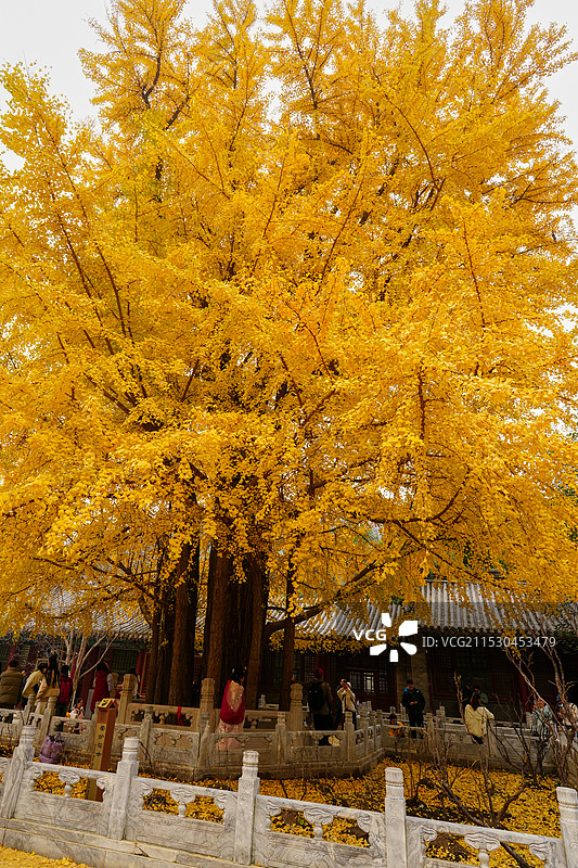 北京门头沟潭柘寺的秋色，银杏黄了，叶子红了图片素材