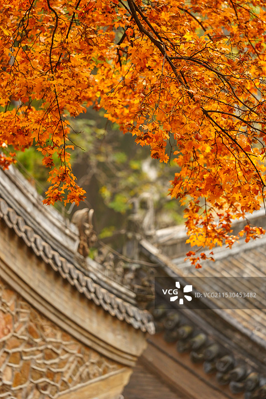 北京门头沟潭柘寺的秋色，银杏黄了，叶子红了图片素材