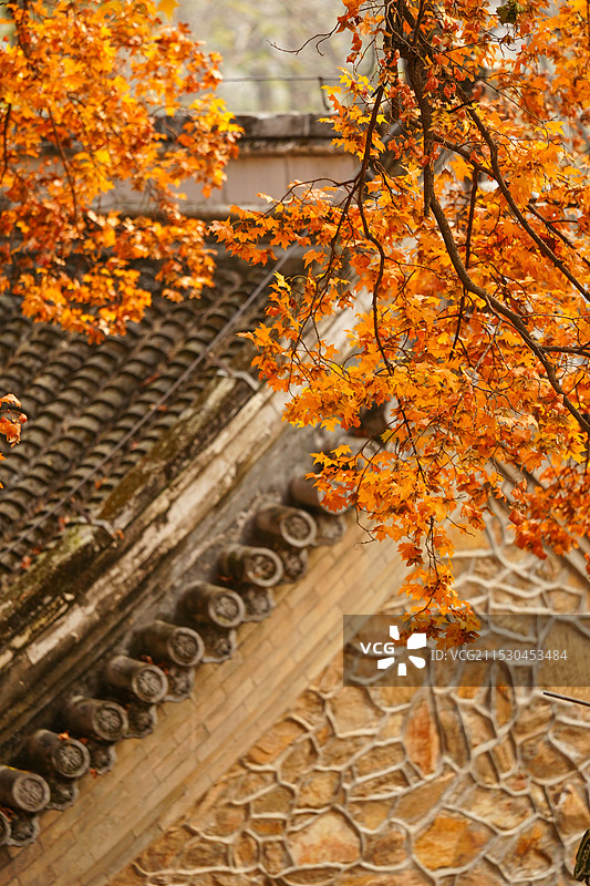 北京门头沟潭柘寺的秋色，银杏黄了，叶子红了图片素材