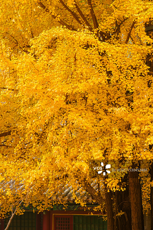 北京门头沟潭柘寺的秋色，银杏黄了，叶子红了图片素材