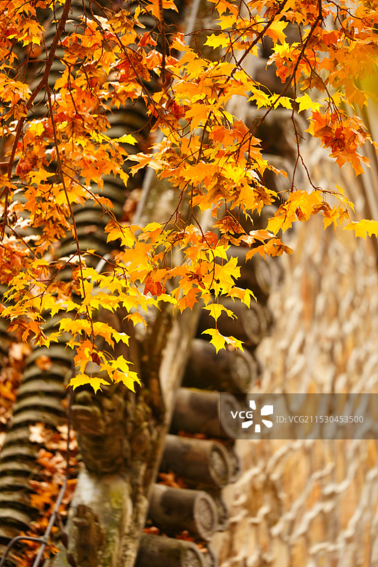 北京门头沟潭柘寺的秋色，银杏黄了，叶子红了图片素材