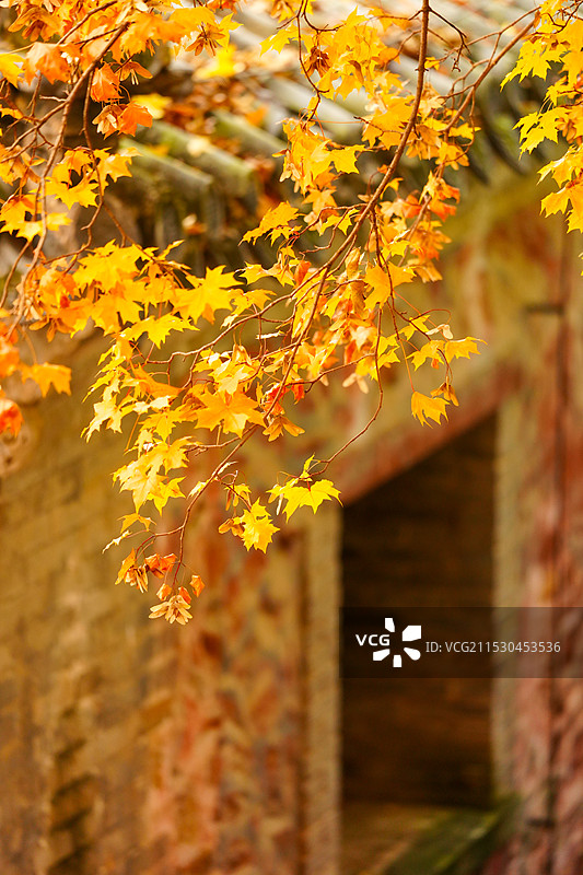 北京门头沟潭柘寺的秋色，银杏黄了，叶子红了图片素材