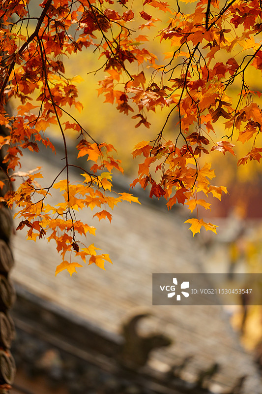 北京门头沟潭柘寺的秋色，银杏黄了，叶子红了图片素材
