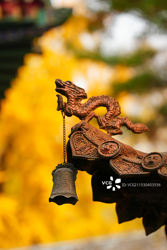 北京门头沟潭柘寺的秋色，银杏黄了，叶子红了图片素材