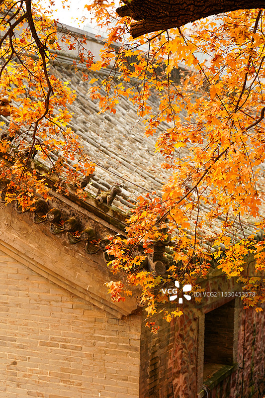 北京门头沟潭柘寺的秋色，银杏黄了，叶子红了图片素材