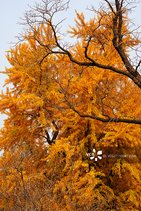 北京门头沟潭柘寺的秋色，银杏黄了，叶子红了图片素材