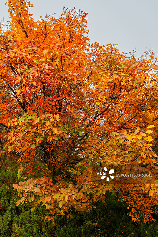 北京门头沟潭柘寺的秋色，银杏黄了，叶子红了图片素材