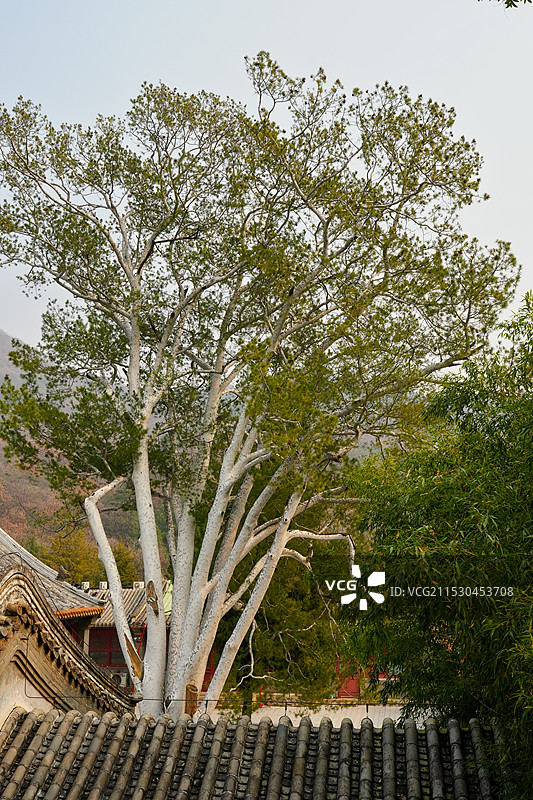 北京门头沟潭柘寺的秋色，银杏黄了，叶子红了图片素材