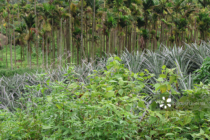 海南万宁正门岭大桥菠萝园热带植物图片素材
