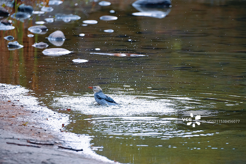 被冬天热到的丝光椋鸟（杭州植物园）图片素材