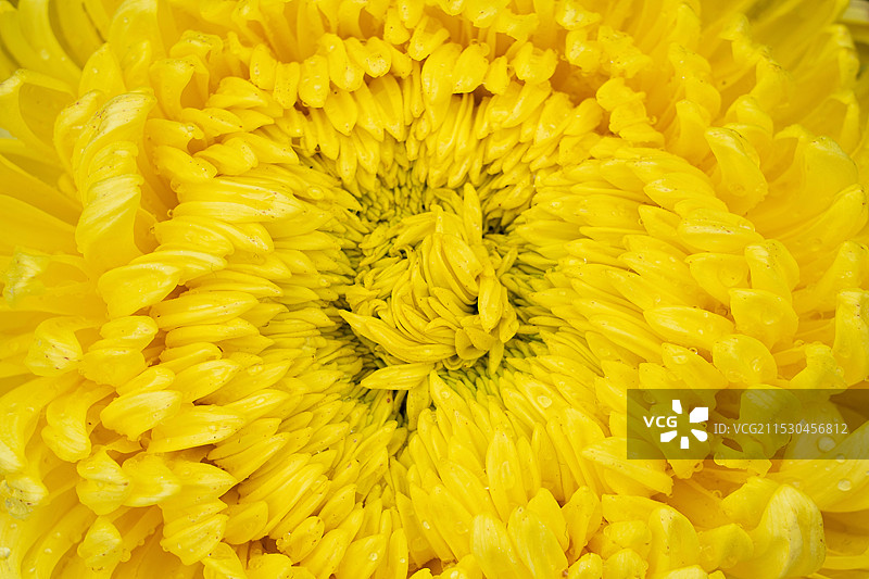 黄色菊花花卉花瓣特写图片素材