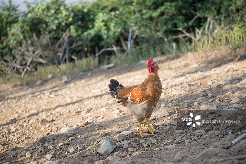 雄赳赳气昂昂的走地鸡 野生土鸡 浙江嵊泗小洋山薄刀嘴岛图片素材