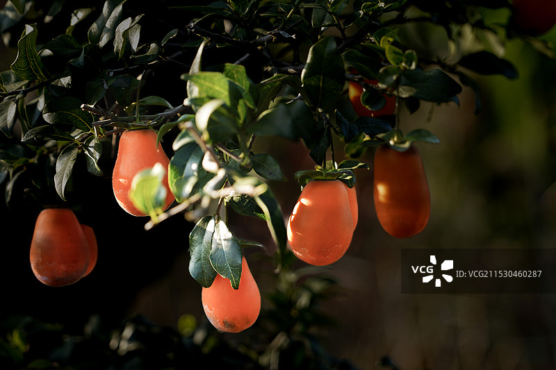 秋天金弹子图片素材