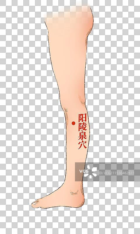 穴位图片素材