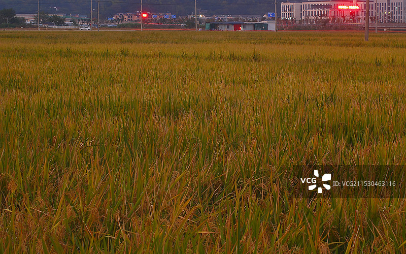 稻子熟了图片素材