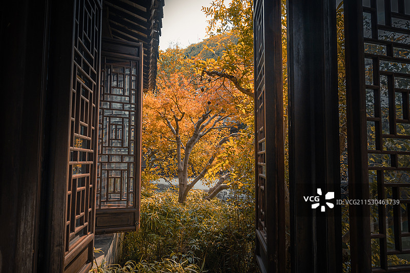 美丽的苏州园林艺圃窗外枫叶秋景图片素材