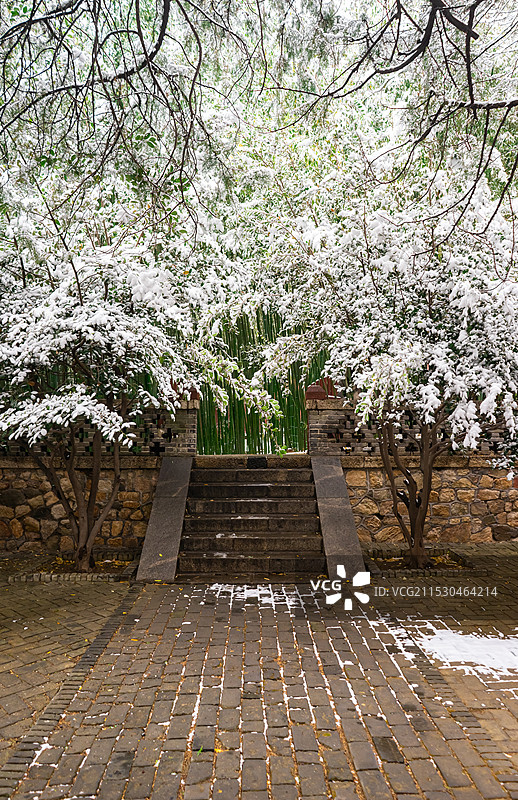 中国非都市自然风光拍摄主题，冬天下雪绿色松树柏树上树枝覆盖的白雪，户外白昼无人图像摄影图片素材