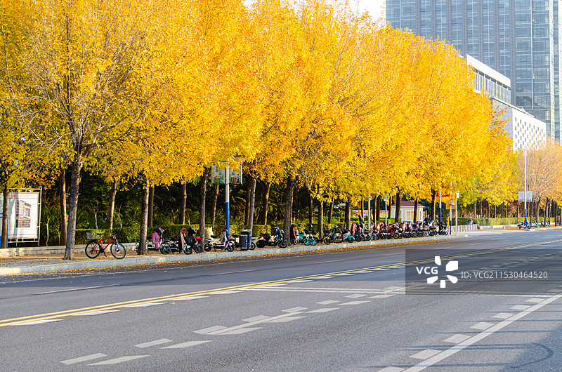 中国野生植物拍摄主题，秋天马路两侧的枯黄的小叶大叶白蜡树绒毛白蜡树，户外白昼无人图像摄影图片素材