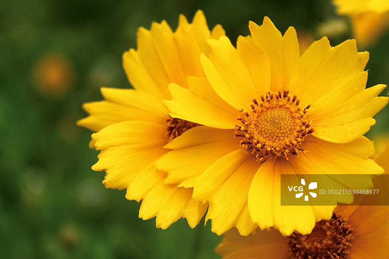 黄色大花金鸡菊特写图片素材