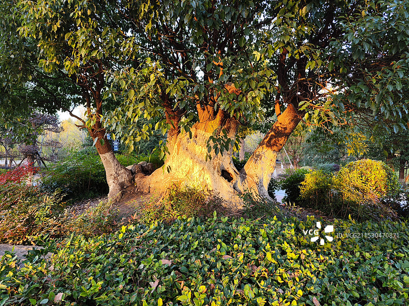 上海松江九科绿洲公园冬季风光 夕阳下的大树图片素材