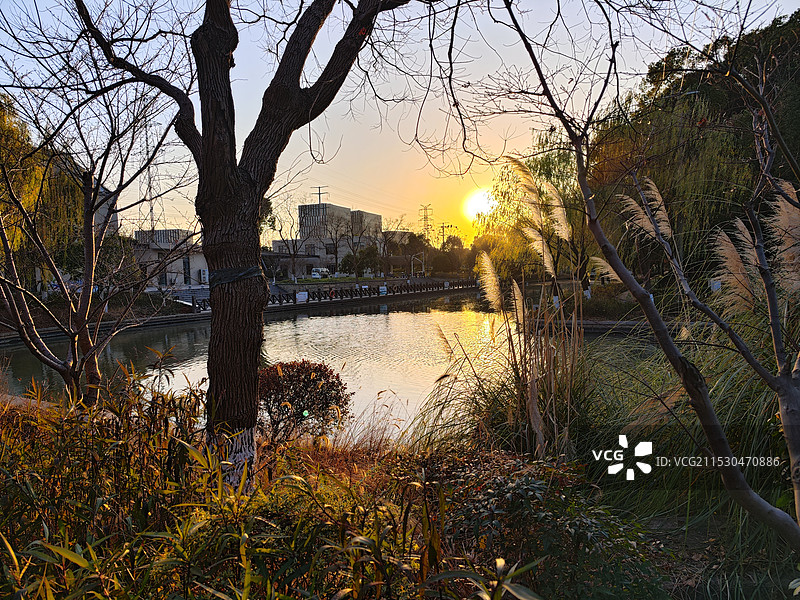上海松江九科绿洲公园冬季风光 日落晚霞时刻的河畔风景 芦苇荡花园图片素材