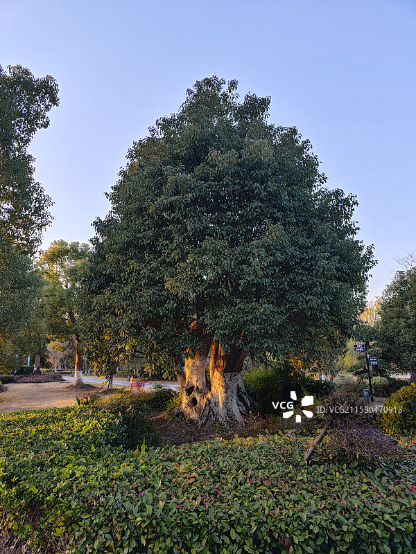 上海松江九科绿洲公园冬季风光 夕阳下的大树图片素材