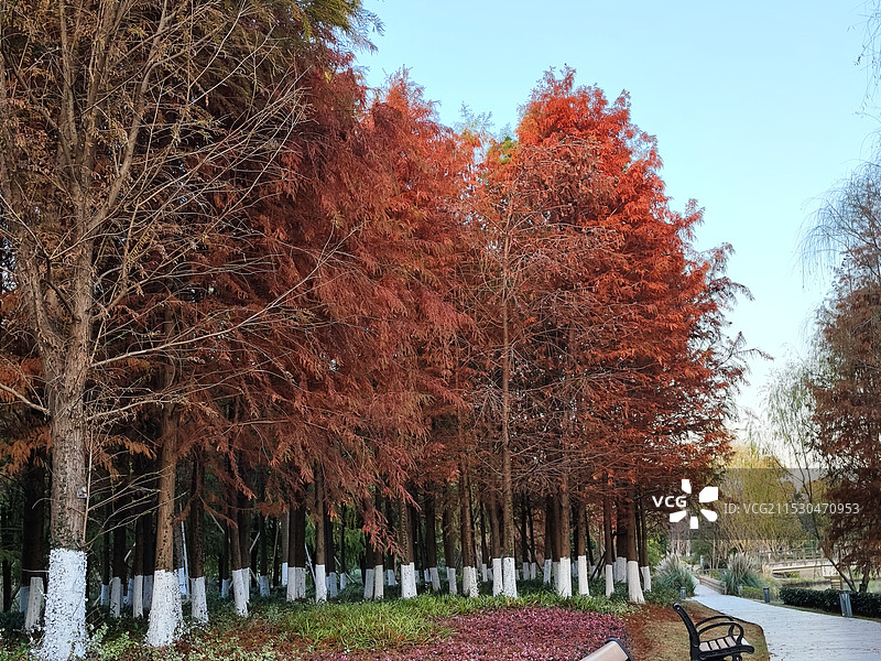 上海松江九科绿洲公园冬季风光 河畔的红色杉树林和走两步道图片素材