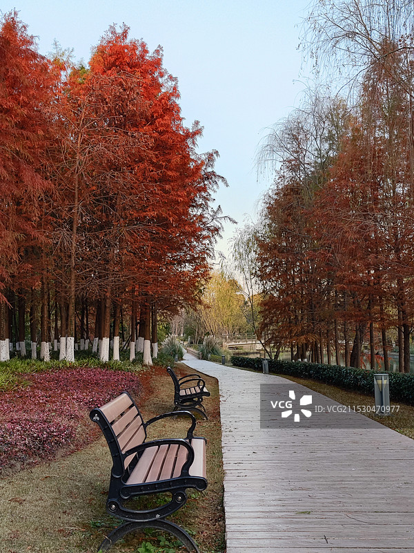 上海松江九科绿洲公园冬季风光 河畔的红色杉树林和走两步道图片素材