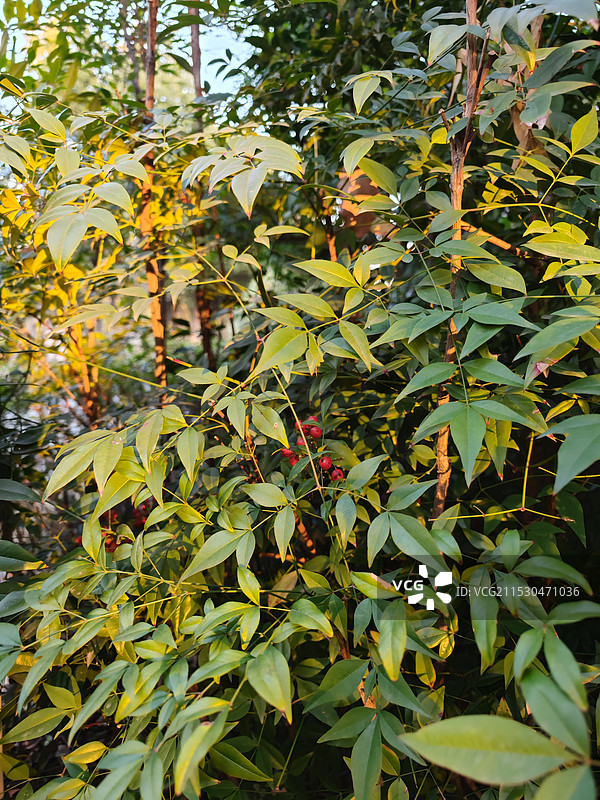 上海松江九科绿洲公园冬季风光 温暖的夕阳照射在乔木野果上图片素材