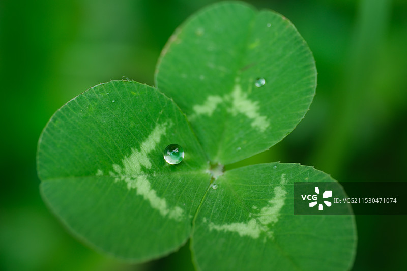 幸运草。三叶草。车轴草上的露珠。雨珠。水珠图片素材