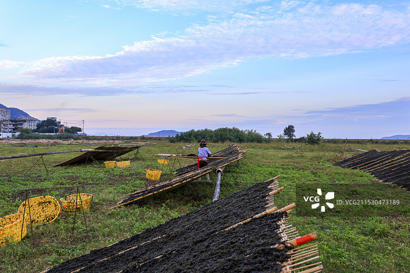 海边日晒紫菜，养殖图片素材
