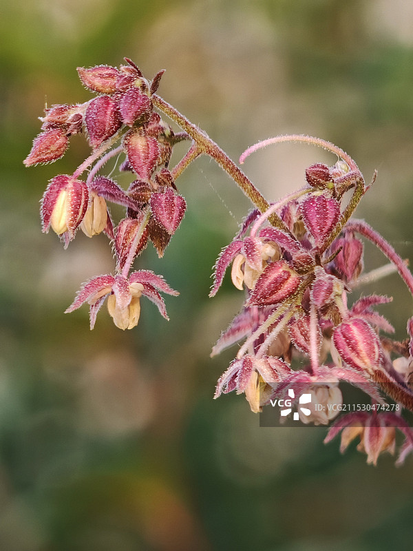 葎草花图片素材