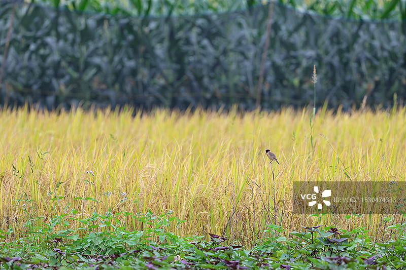 可爱的小鸟图片素材