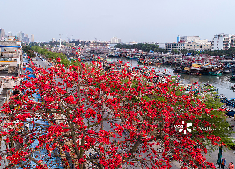 木棉花下的广西北海侨港图片素材