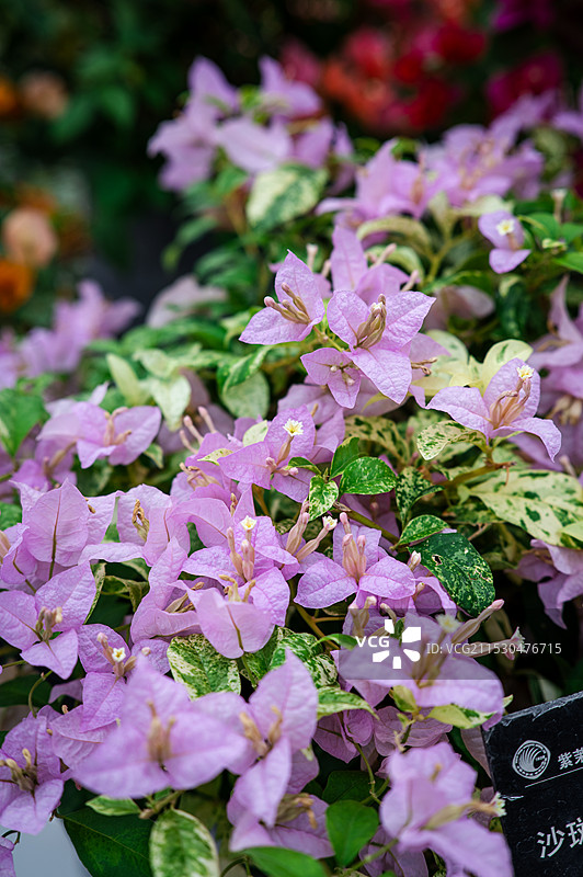 粉红豹三角梅/沙斑冰美人图片素材