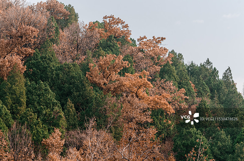 中国山东省泰安市泰山旅游风景区非都市风光，普照寺寺庙的橡树秋天森林，户外白昼无人图像摄影图片素材