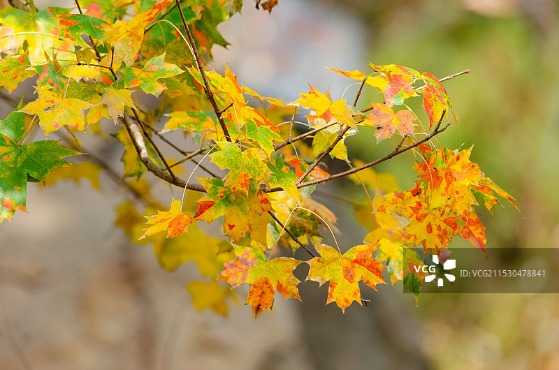 中国野生植物拍摄主题，黄色红色的枫叶前景聚焦选择对焦特写镜头，户外白昼无人图像摄影图片素材