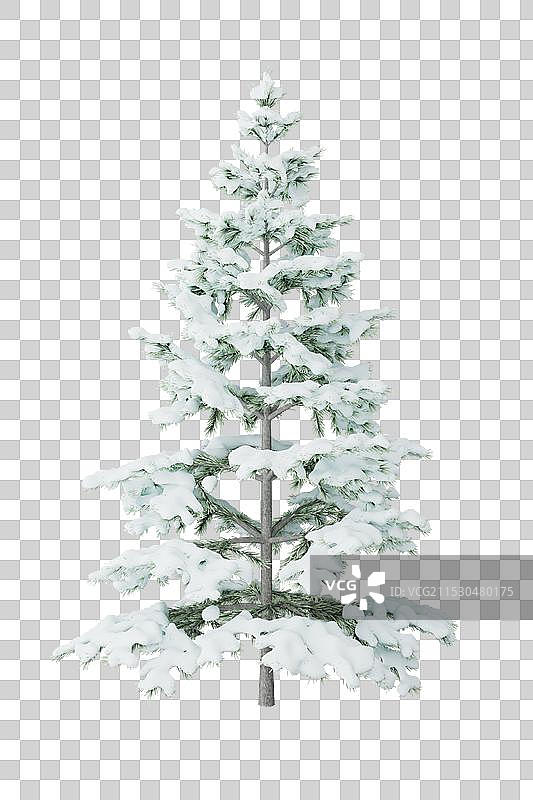 冬天白雪覆盖的树 圣诞树图片素材