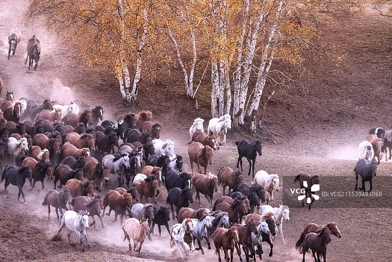 马的群图片素材