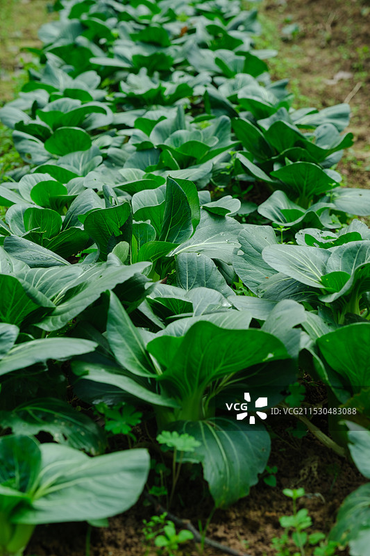 冬天田里的青菜图片素材