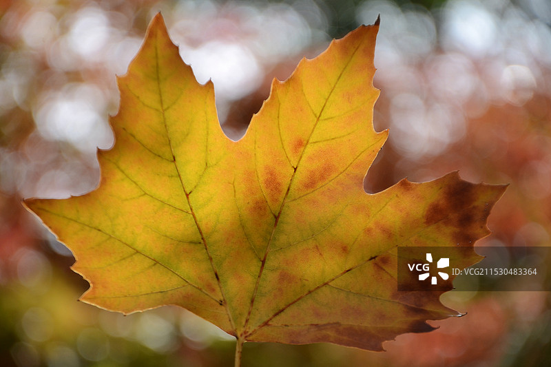 光影与树叶图片素材