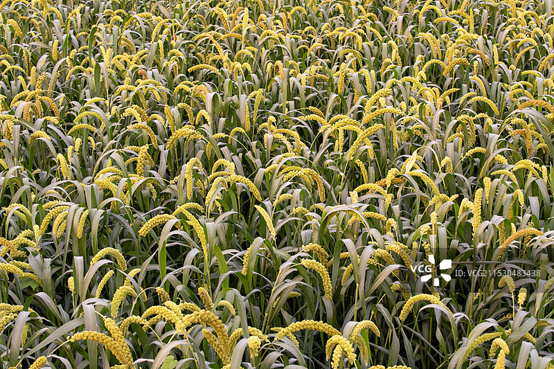 小米 粟 田地图片素材