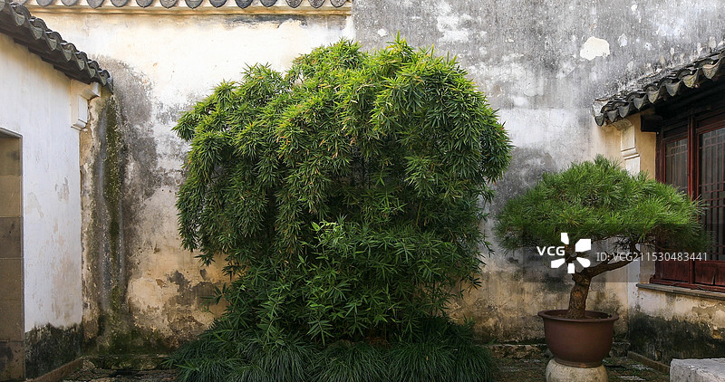 中国传统庭院的竹景宁静之美图片素材