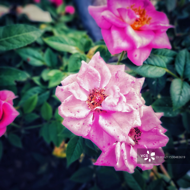 粉色月季花的特写镜头图片素材