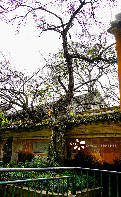 台州天台山国清寺里的隋梅图片素材
