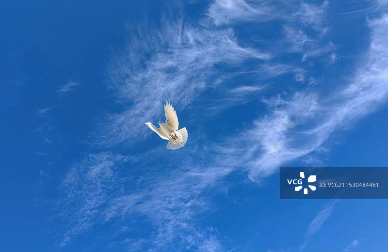 蓝天上展翅飞翔的白鸽子图片素材