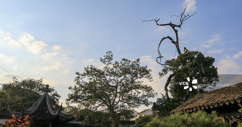古树 枯树 树枝图片素材